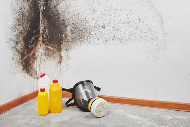 Best Toxic Mold Removal  in Fuquay Varina, NC