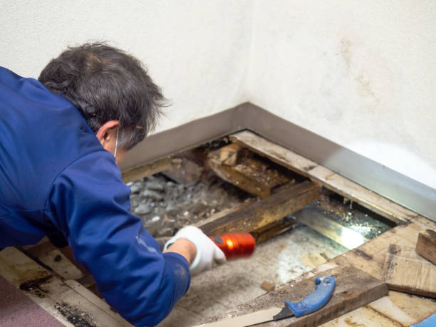 Best Same-Day Mold Removal  in Fuquay Varina, NC