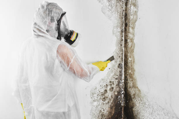 Home Mold Removal in Fuquay Varina, NC