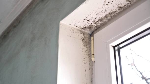 Best Home Mold Removal  in Fuquay Varina, NC
